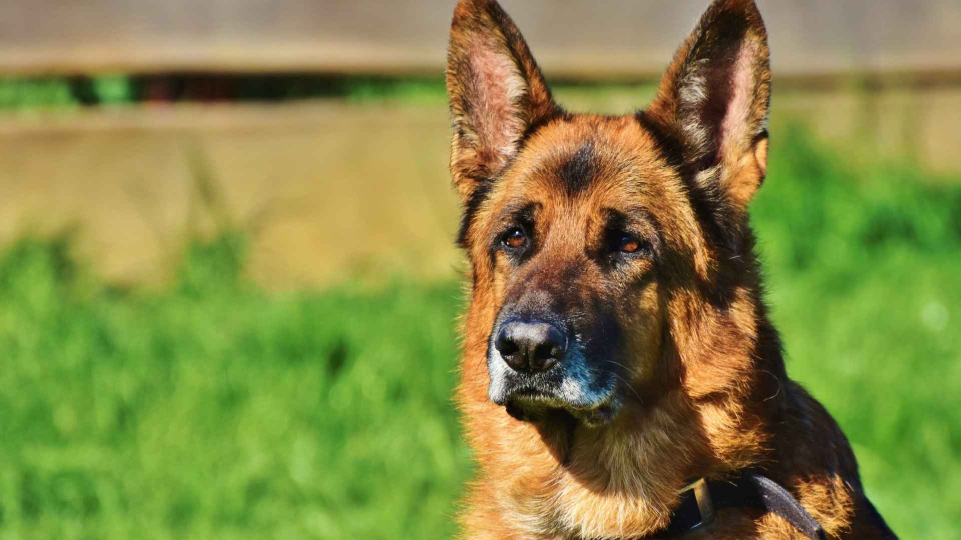 Types of Guard Dog Breeds