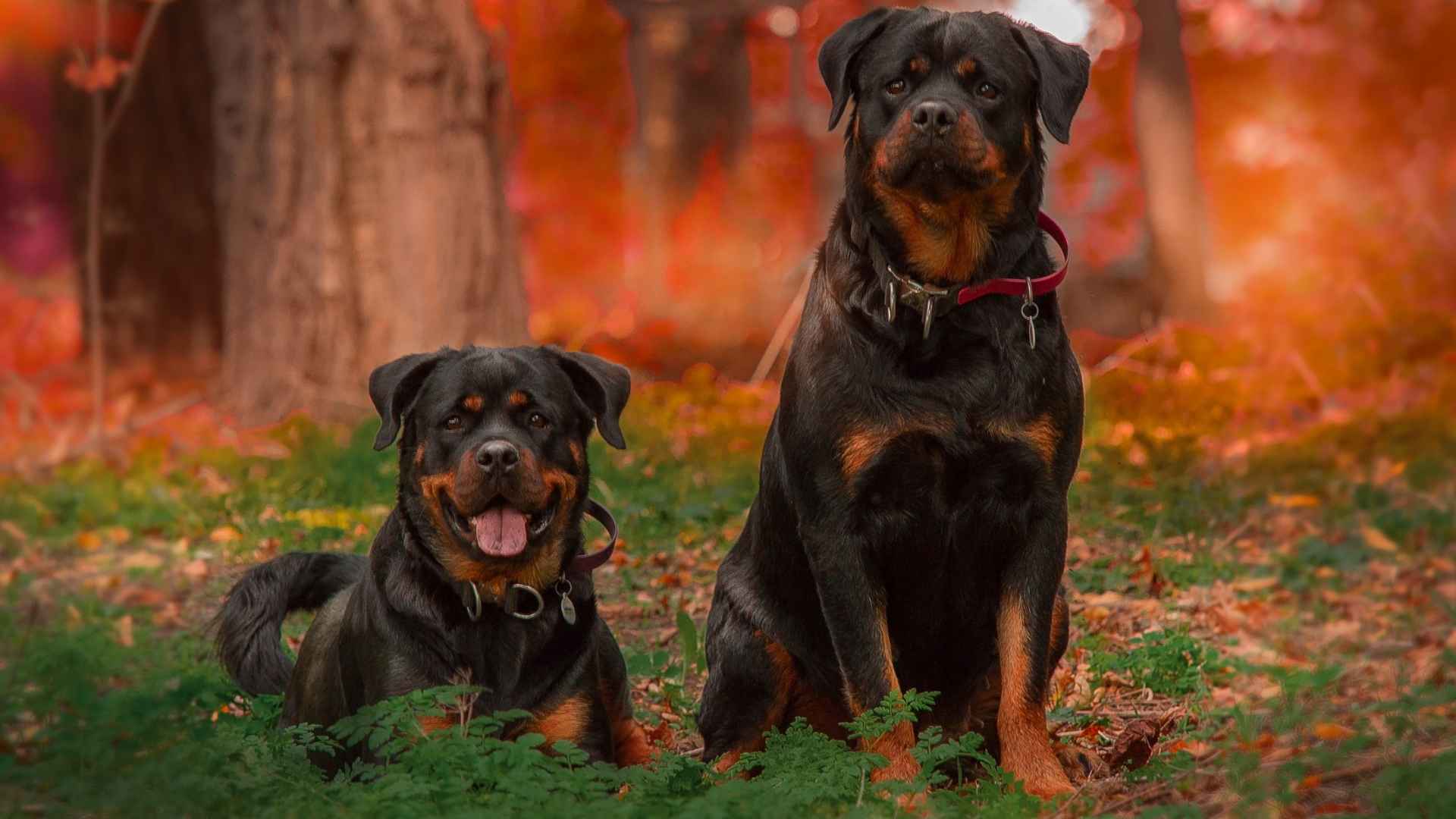 Types of Rottweilers