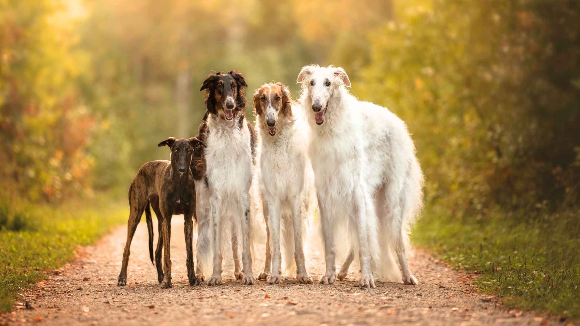 Types of Sighthounds