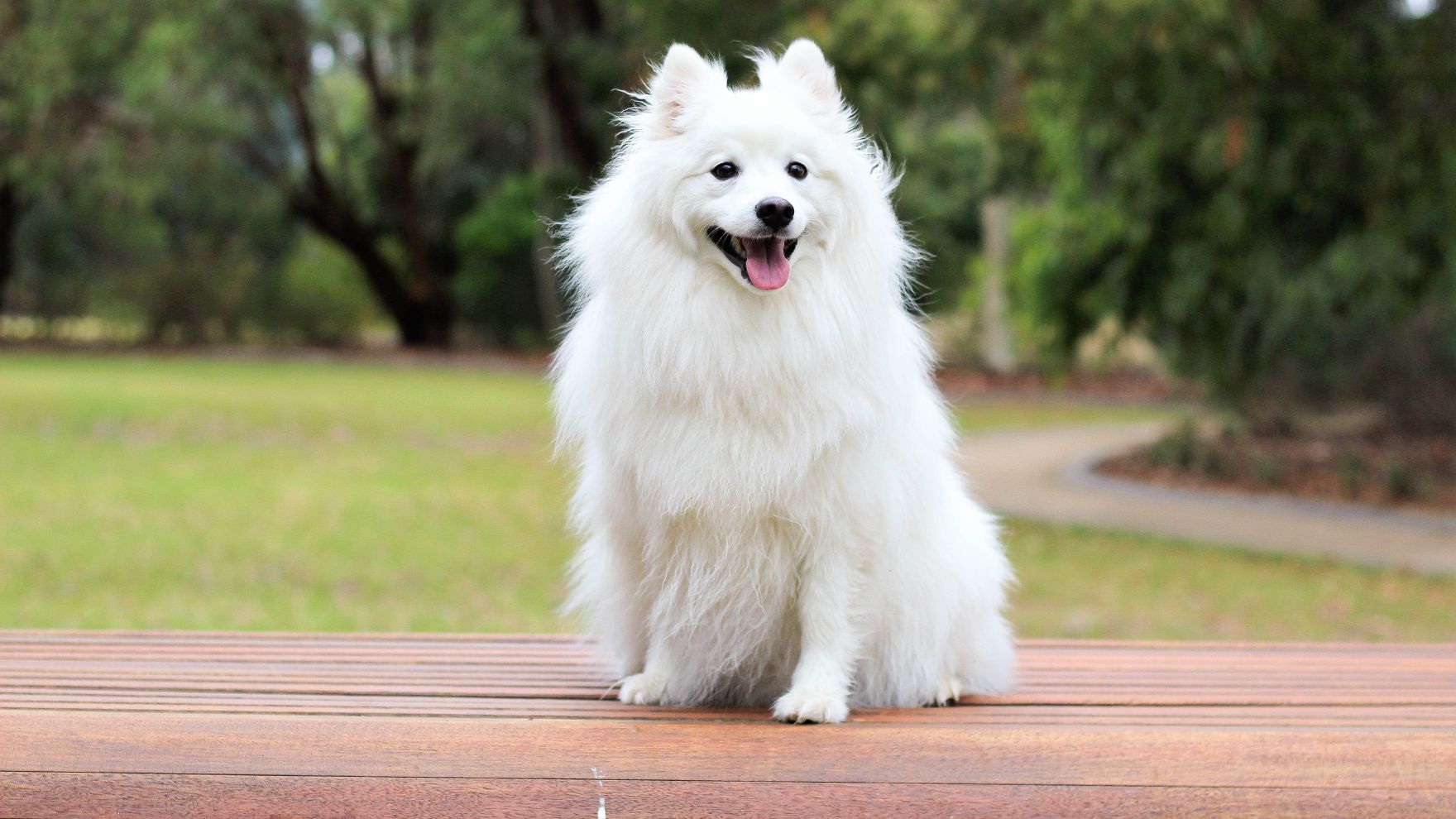 Types of Spitz Breeds