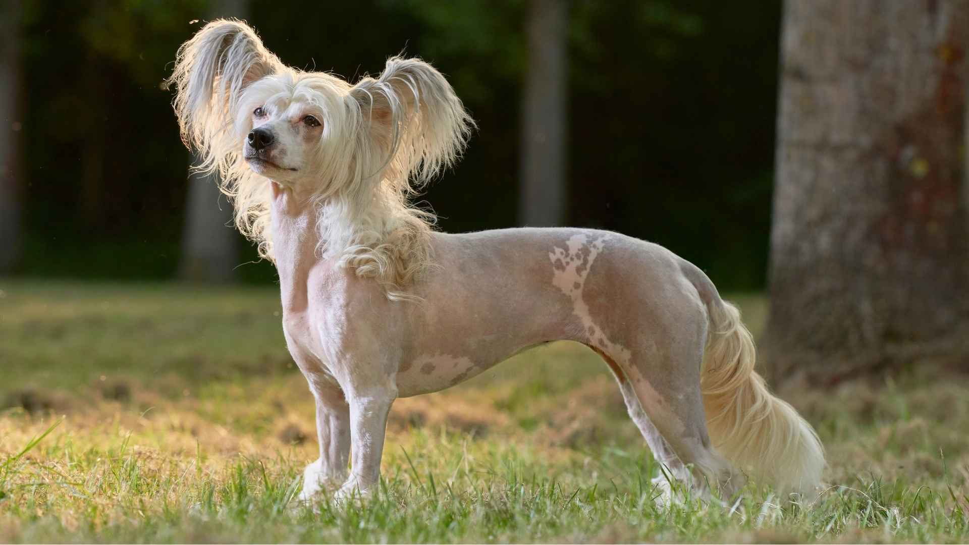 Ugly dog breeds