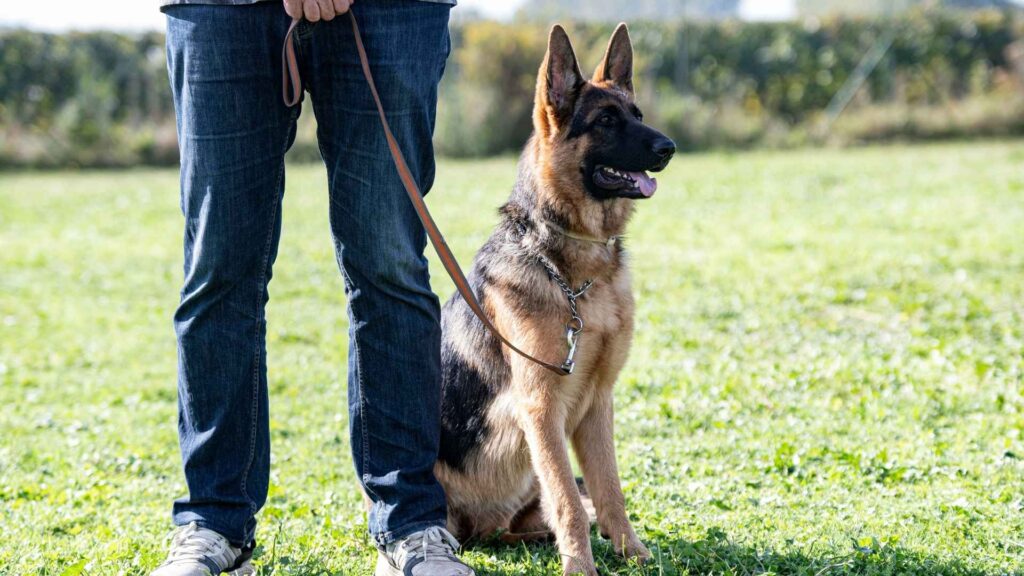 Unique Work Ethics of German Shepherds