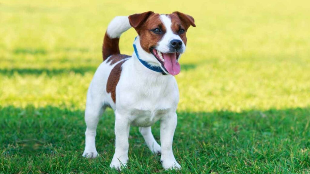 Russell Terrier