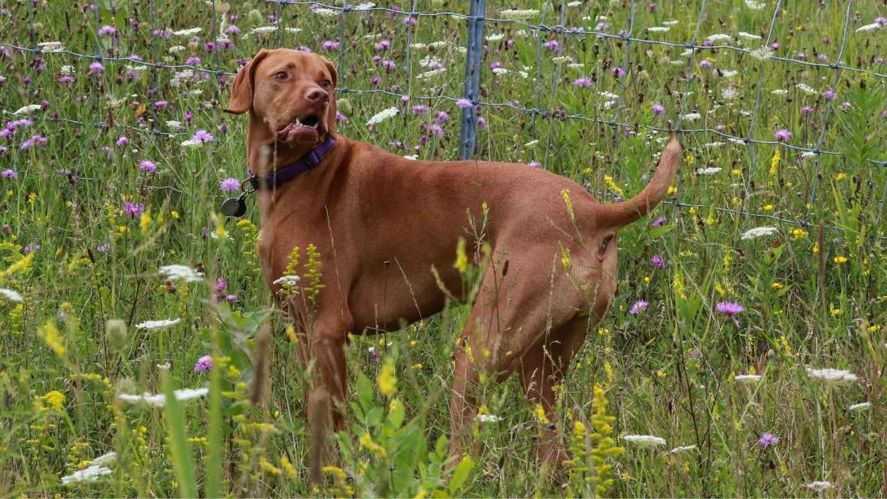 Vizsla