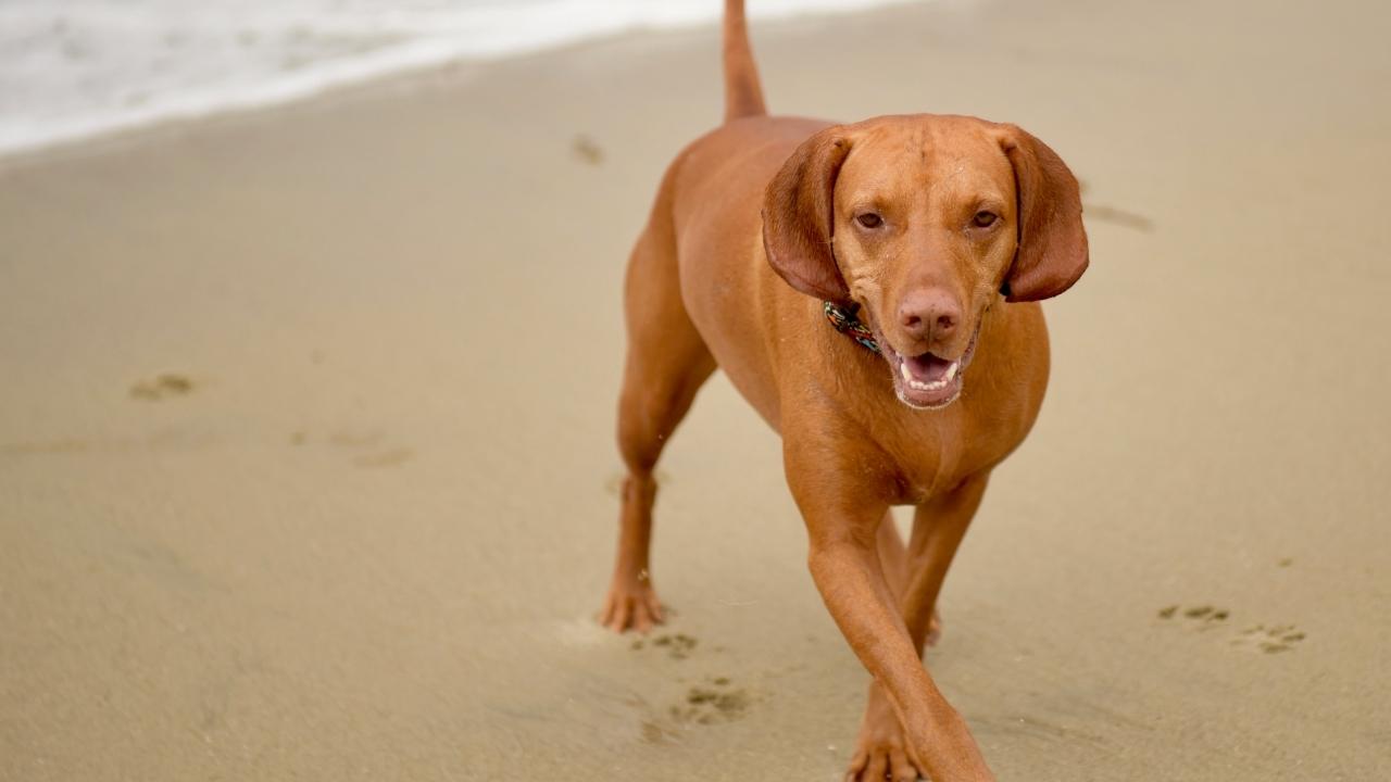 Vizsla