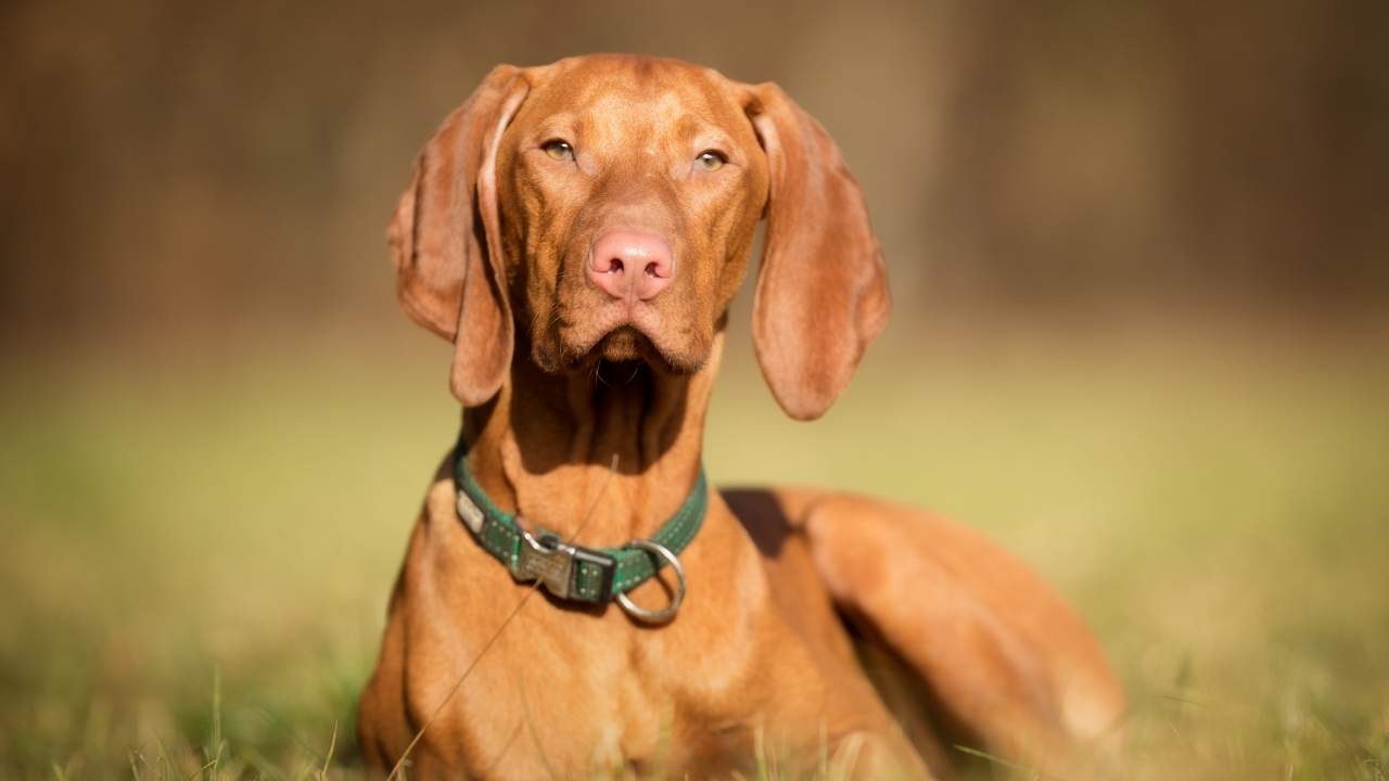 Vizsla