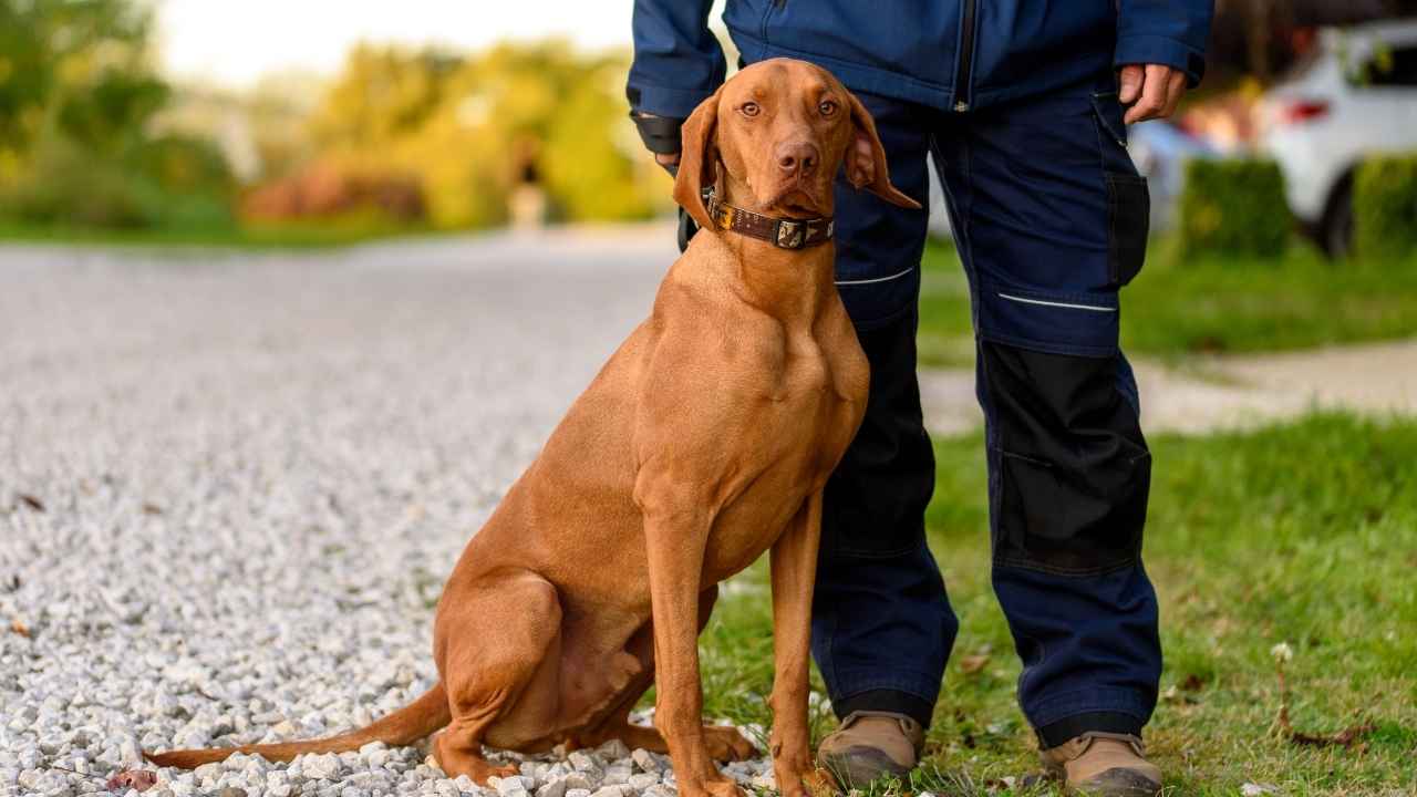 Vizsla