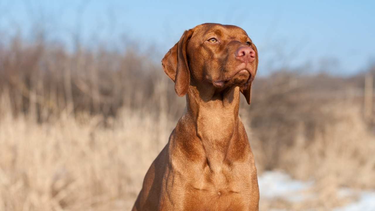 Vizsla