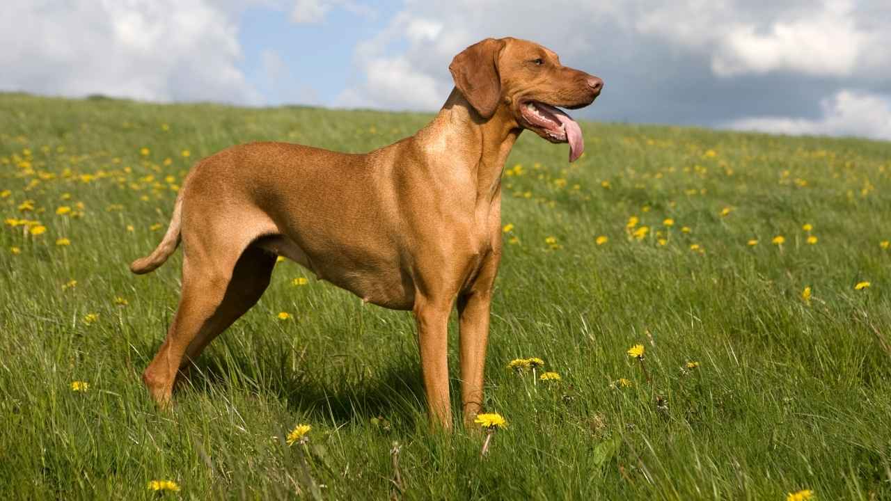 Vizsla