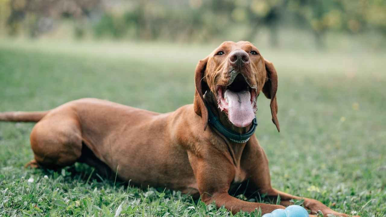 Vizsla