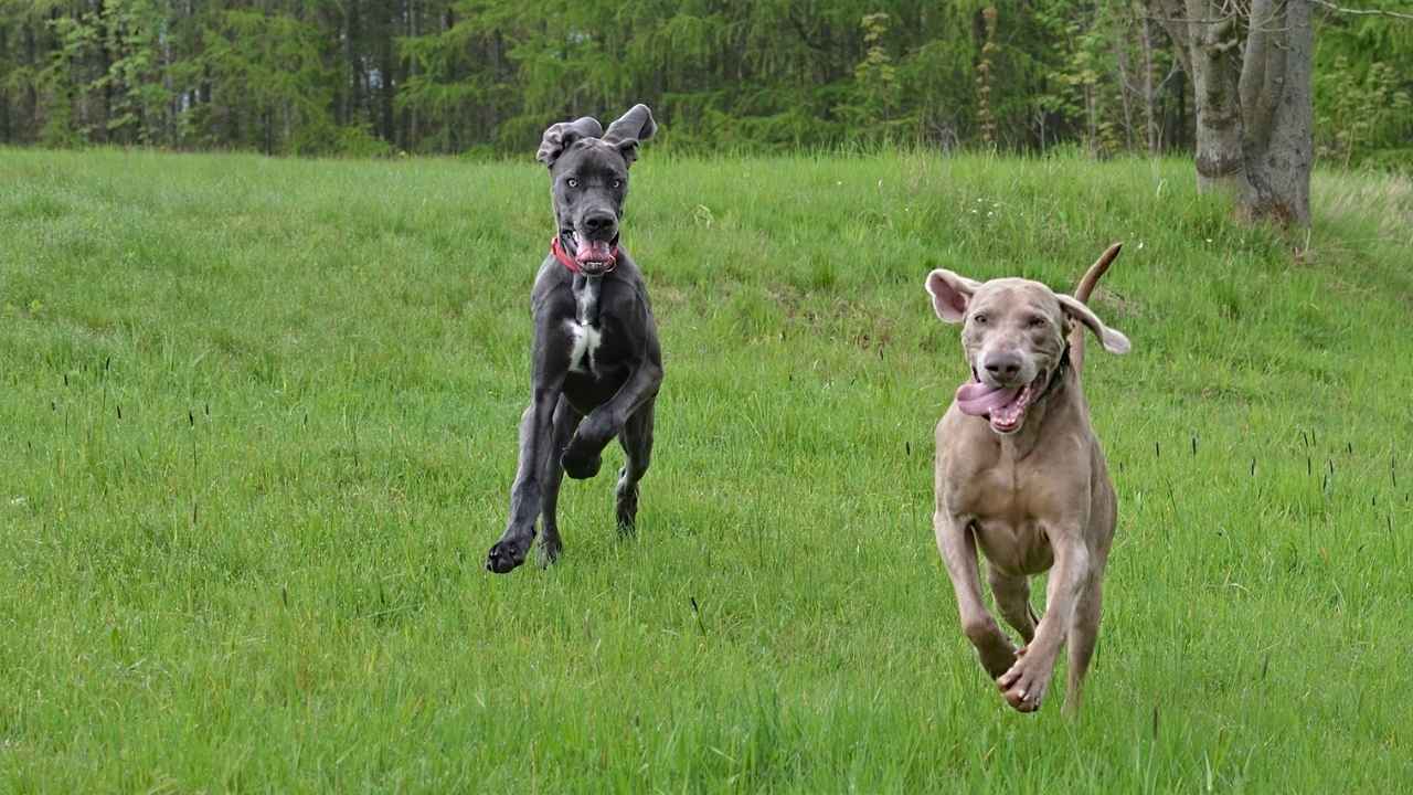 Weimaraner