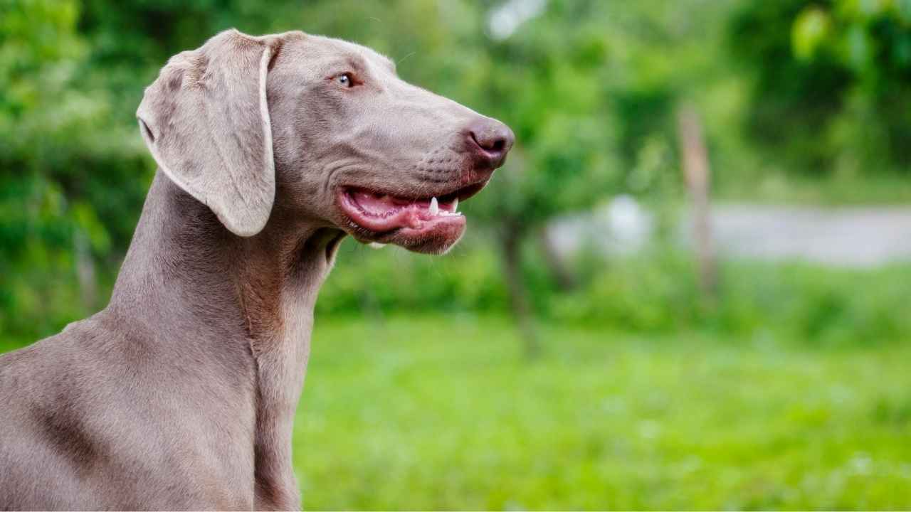 Weimaraner