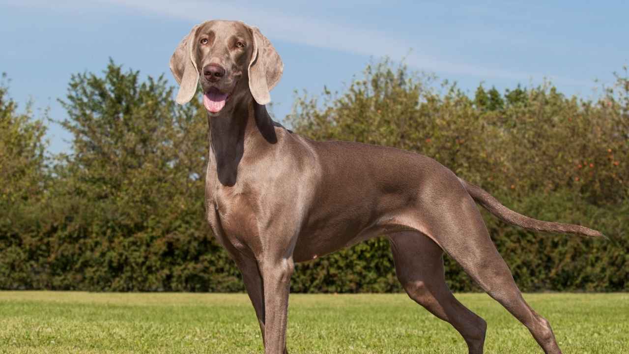 Weimaraner