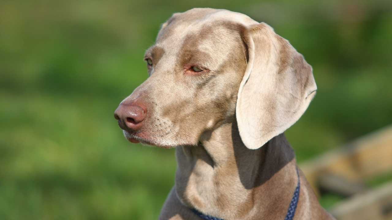 Weimaraner