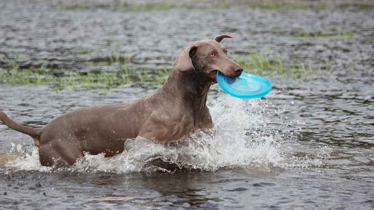 Weimaraner