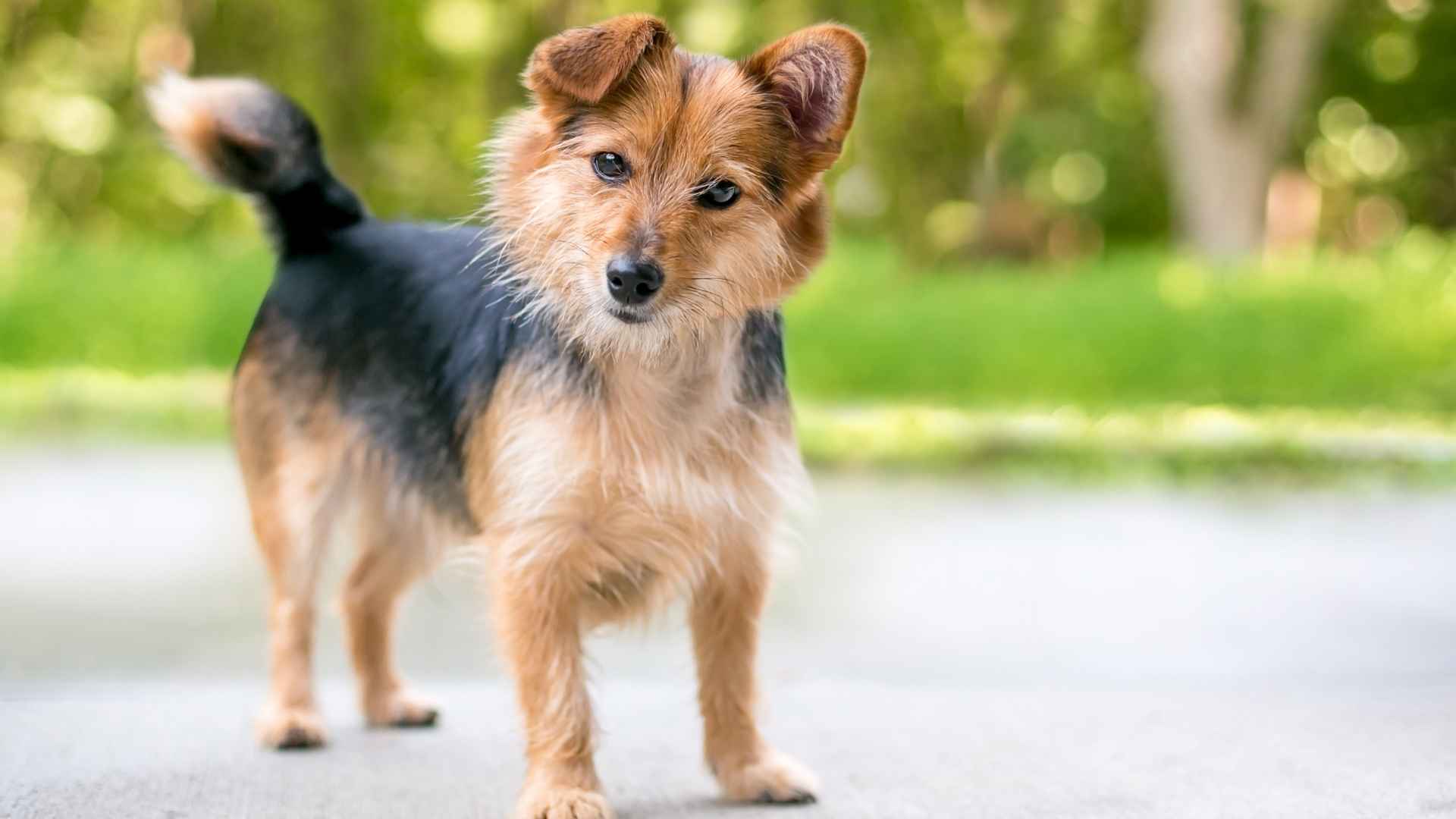 Weird Mixed Dog Breeds