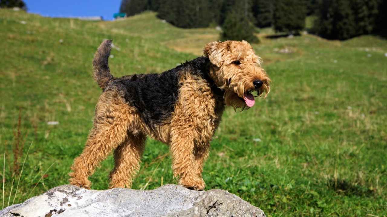 Welsh Terrier