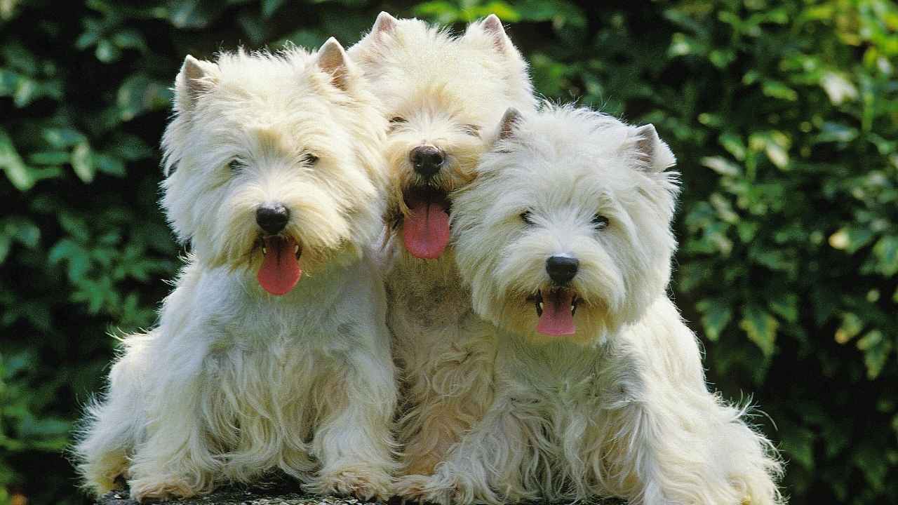 West Highland White Terrier