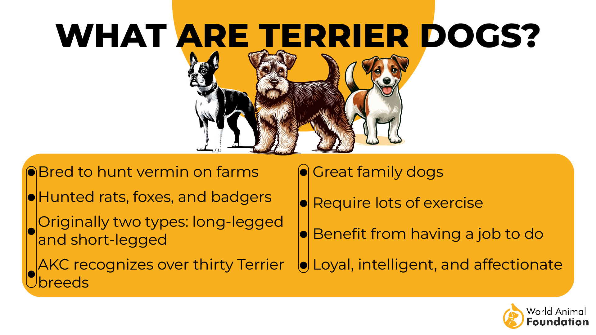 What Are Terrier Dogs-01