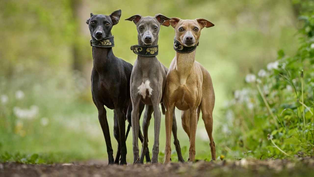 Whippet