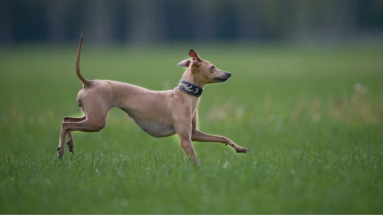 Whippet