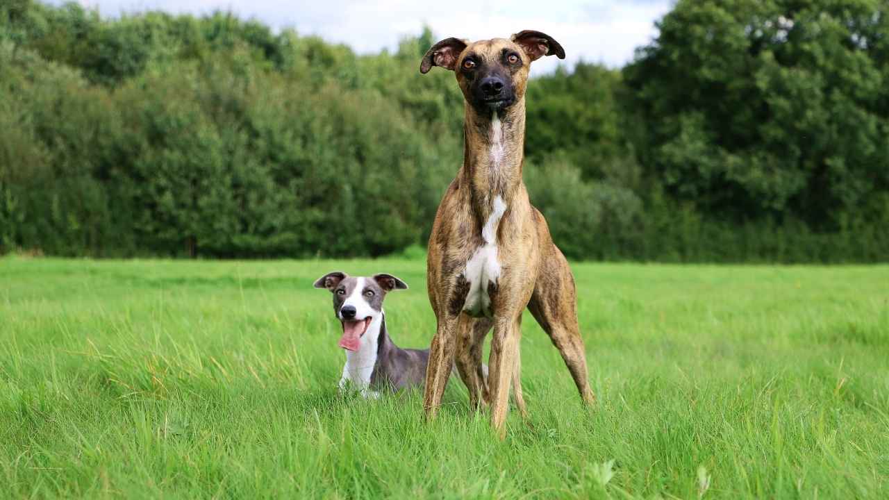 Whippet