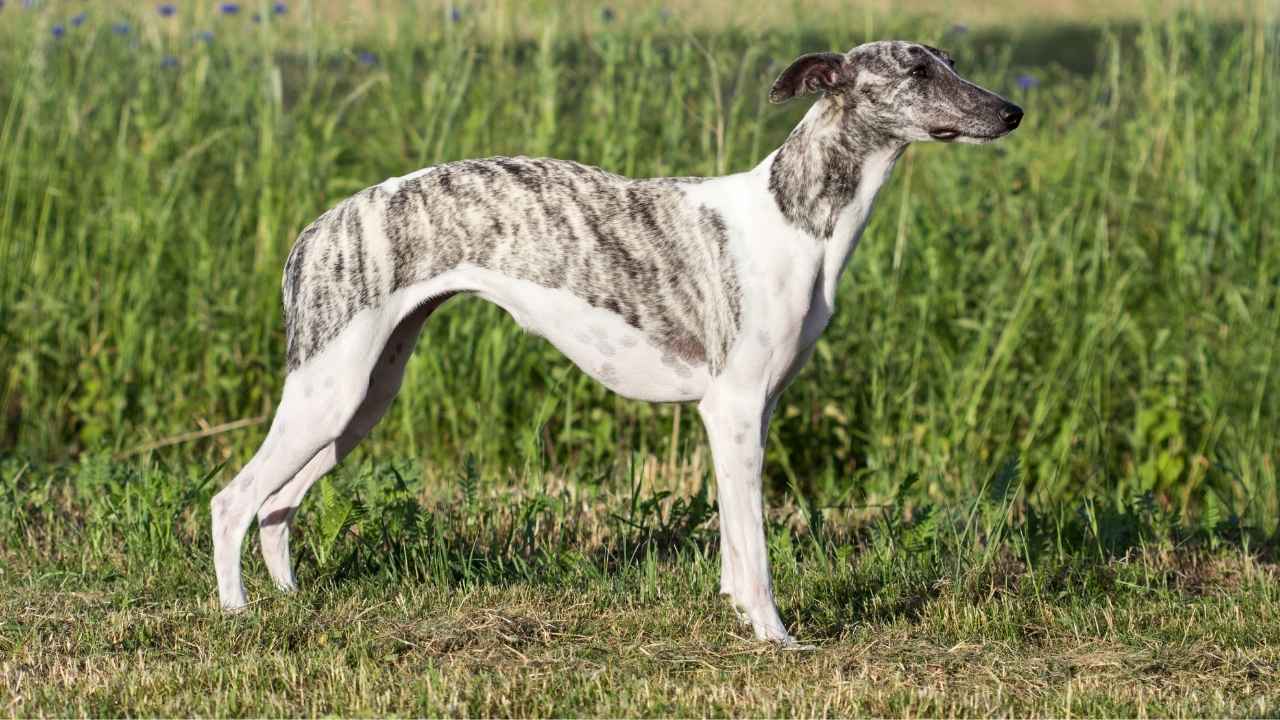 Whippet