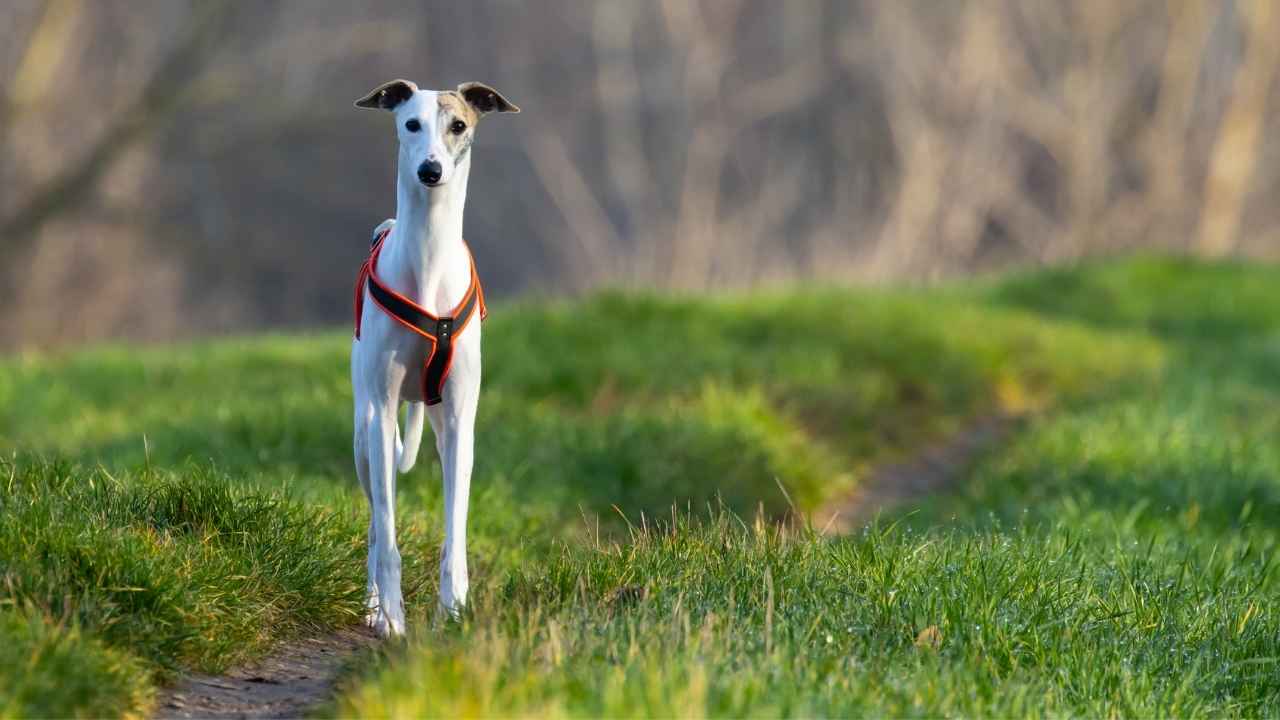 Whippet