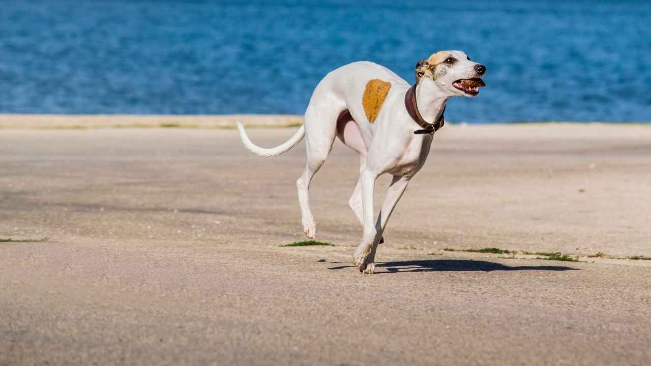 Whippet