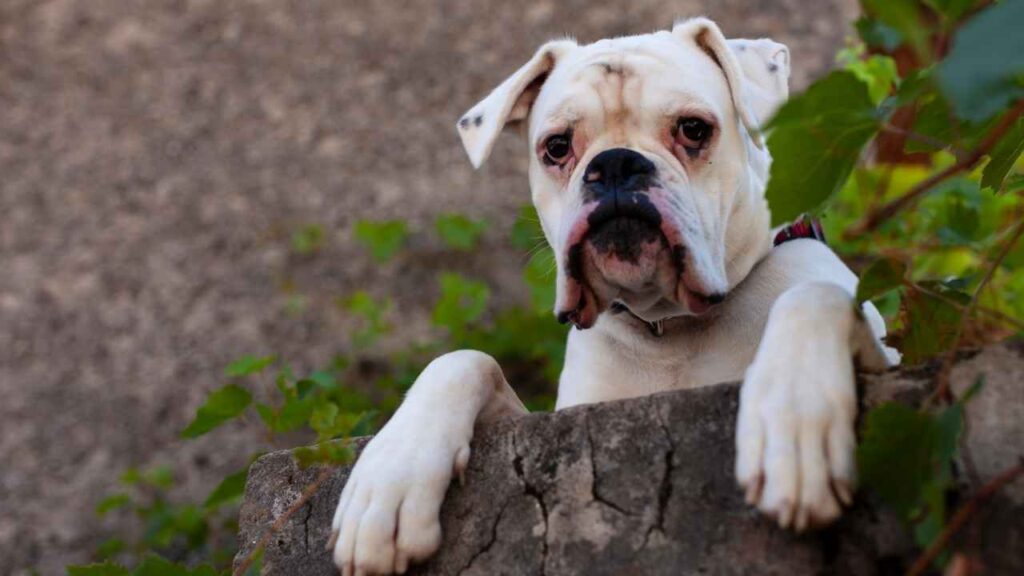 White Boxer