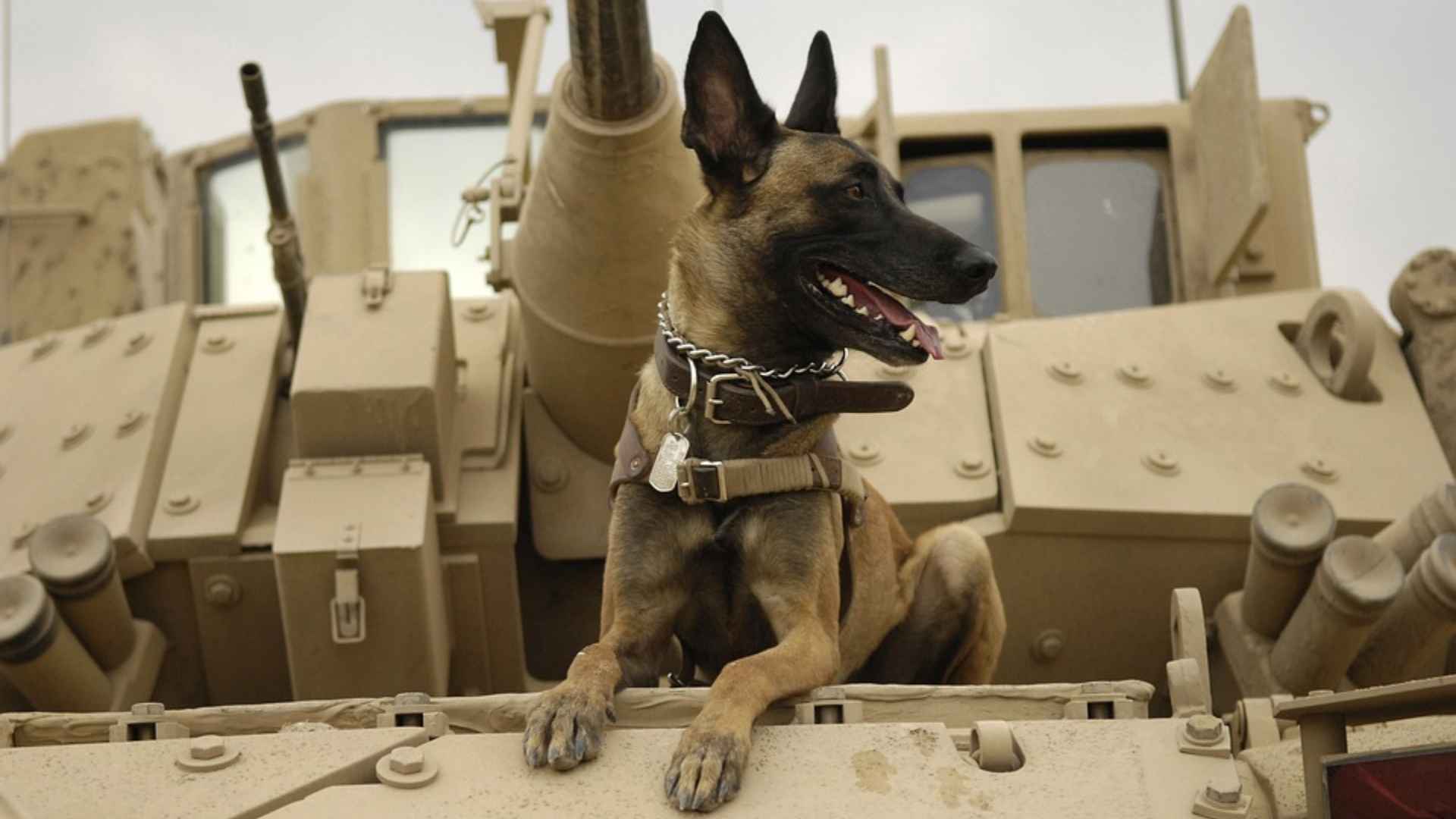 Why Belgian Malinois Are Perfect Military Dogs