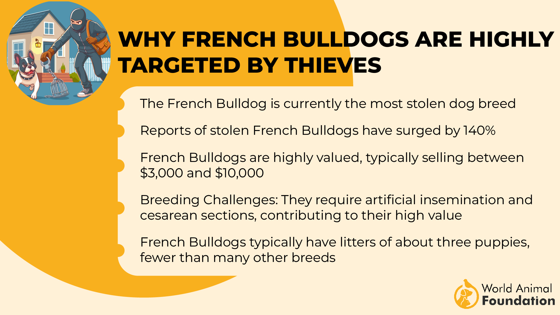 Why French Bulldogs Are Highly Targeted by Thieves-01