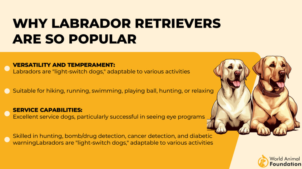 Why-Labrador-Retrievers-Are-So-Popular
