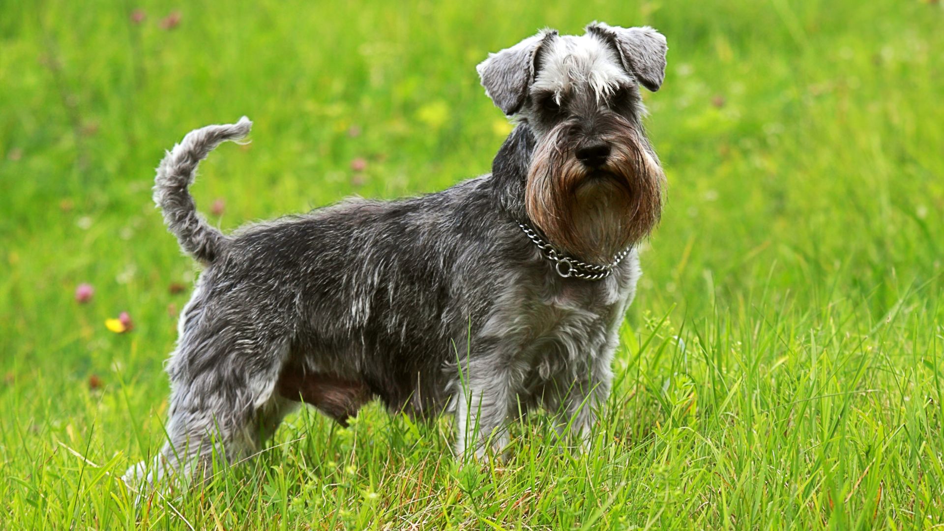 Why Schnauzers Are the Worst Dogs