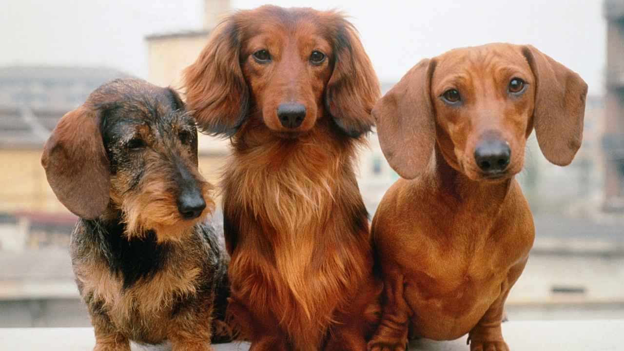 Wire-Haired Dachshund