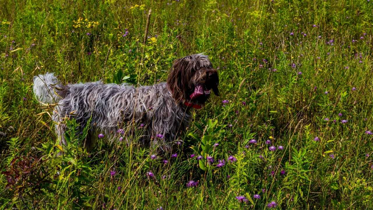 Wirehaired Pointing Griffon