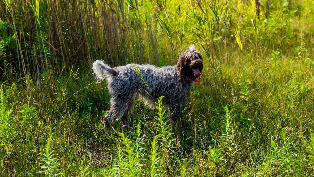 Wirehaired Pointing Griffon