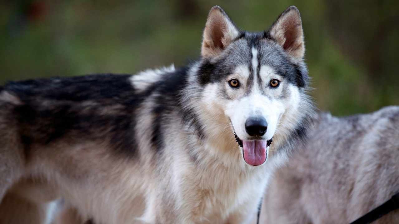 Wolf Dog Breeds