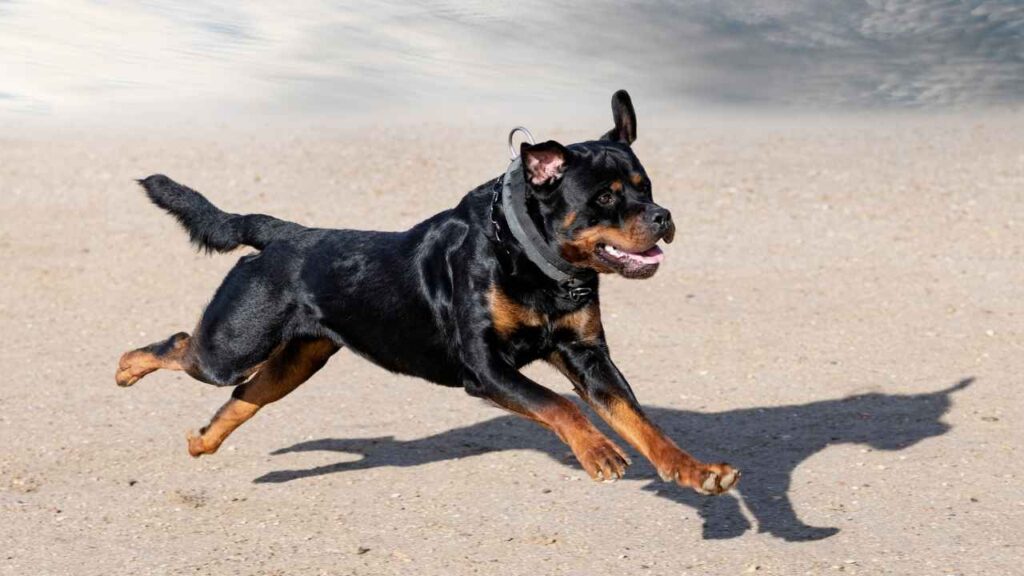 Working Rottweiler