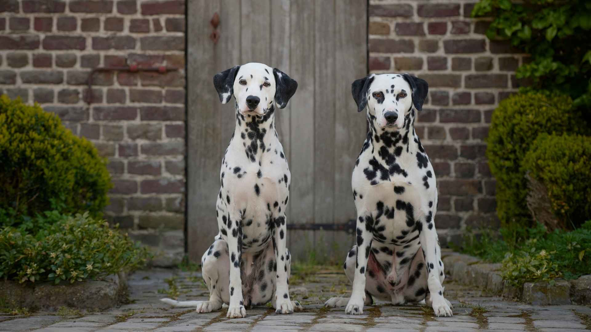 Worst Dog Breeds For Families