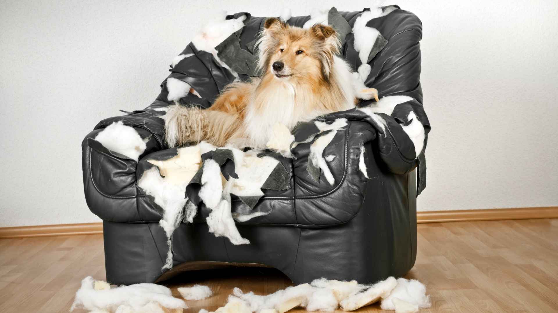 Worst Dog Breeds for Apartments