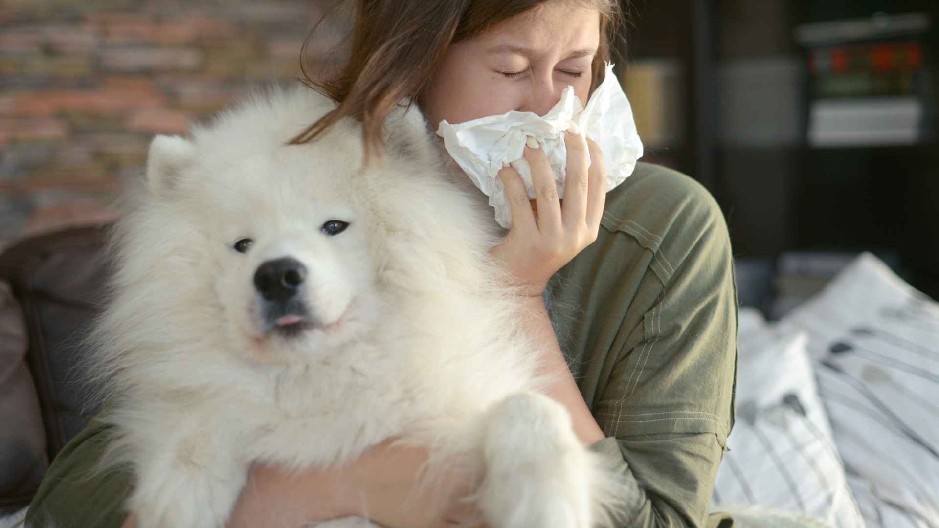 Worst Dog Breeds for People with Allergies