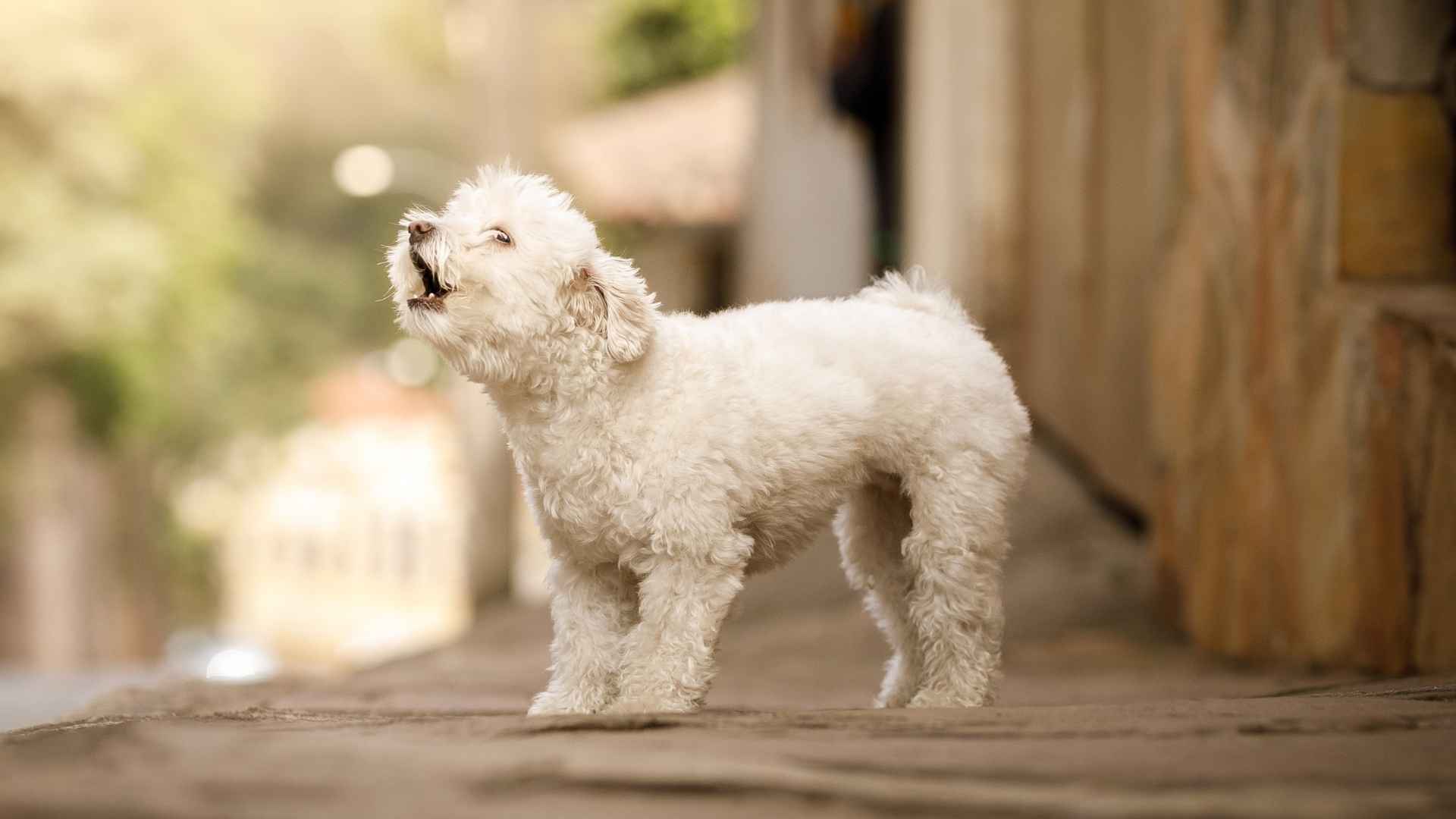 Worst Small Dog Breeds