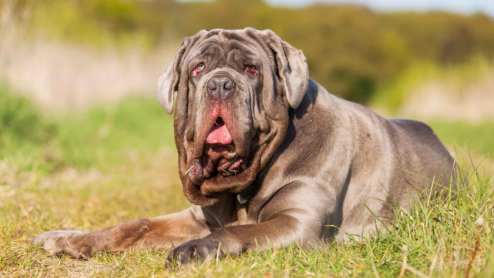 Wrinkly Dog Breeds