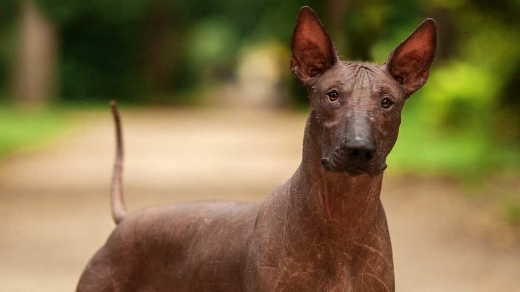 Xoloitzcuintli