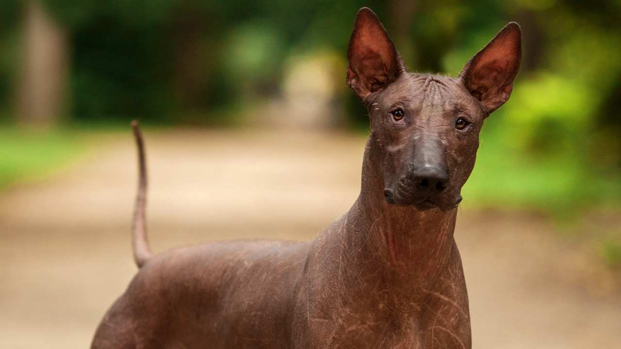 Xoloitzcuintli