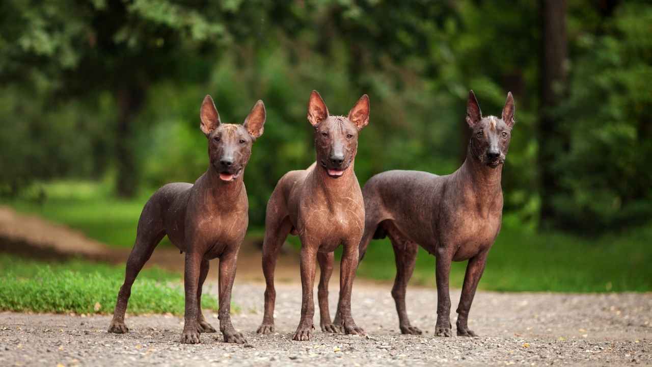 Xoloitzcuintli