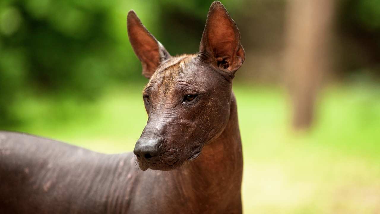 Xoloitzcuintli