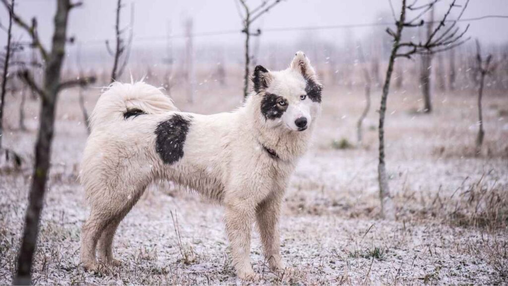 Yakutian Laika