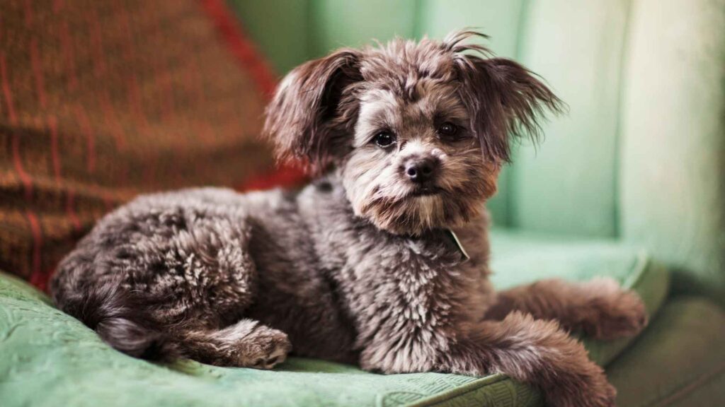 Yorkiepoo